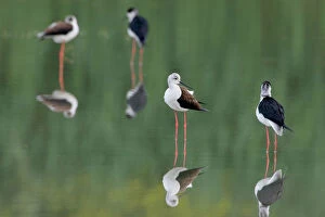Images Dated 1st May 2006: Group of Black-winged Stilts wading, Himantopus himantopus, Italy