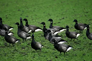 Images Dated 17th January 2004: Group of Dark-bellied Brent Geese in farmland