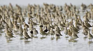 Images Dated 19th September 2008: Group European Golden Plovers standing in water Netherlands, Pluvialis apricaria