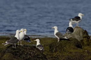 Images Dated 19th May 2005: Group of Great Black-backed Gull on the shore, Larus marinus