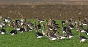 Images Dated 28th December 2009: Group of Greater White-fronted Geese in meadow, The Netherlands