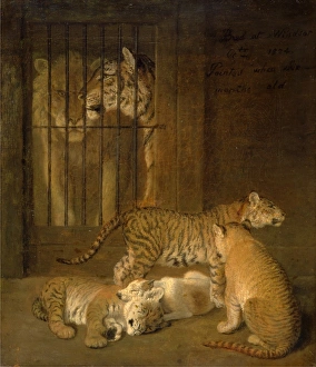 Group of Whelps Bred between a Lion and a Tigress A Group of Whelps Bread Between a Lion Group of Whelps Bred between a Lion and a Tigress A Group of Whelps Bread Between a Lion