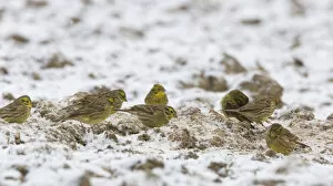 Images Dated 25th January 2005: Group of Yellowhammers overwintering, Emberiza citrinella, Netherlands