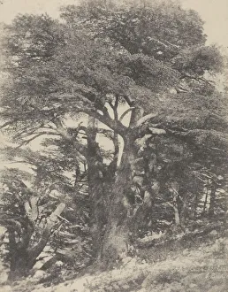 Groupe de Cedres de Mt Liban Group Cedar Trees Groupe de Cedres de Mt Liban Group Cedar Trees