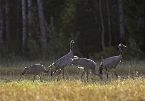 Images Dated 7th September 2004: Grus grus, Common Crane