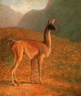 Guanaco A Male Vicuna, Jacques-Laurent Agasse, 1767-1849, Swiss Guanaco A Male Vicuna, Jacques-Laurent Agasse, 1767-1849, Swiss
