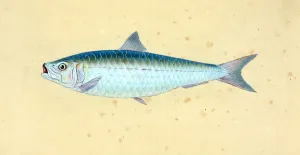 Gudgeon, Cyprinus Gobio, 1804, British fishes, Donovan, E. (Edward), 1768-1837, (Author) Gudgeon, Cyprinus Gobio, 1804, British fishes, Donovan, E. (Edward), 1768-1837, (Author)