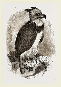 Framed Print : Harpy Eagle Print by Librifly Framed Print : Harpy Eagle Print by Librifly