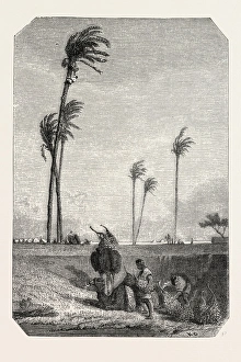Harvest dates in Egypt, painting by Karl Girardet. engraving 1855 Harvest dates in Egypt, painting by Karl Girardet. engraving 1855