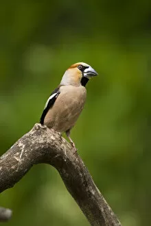 Images Dated 26th May 2008: Hawfinch on branch, Coccothraustes coccothraustes
