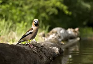 Images Dated 26th May 2008: Hawfinch at drinking site, Coccothraustes coccothraustes