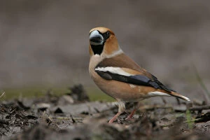 Images Dated 29th April 2007: Hawfinch on the ground Netherlands, Coccothraustes coccothraustes