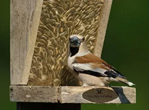 Images Dated 6th May 2006: Hawfinch perched on a feeder, Coccothraustes coccothraustes