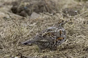 Images Dated 28th May 2005: Hazel Grouse female perched, Tetrastes bonasia