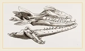 Mosasaurus Head Print