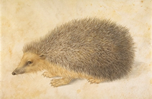 Hedgehog Erinaceus roumanicus 1584 Watercolor Hedgehog Erinaceus roumanicus 1584 Watercolor