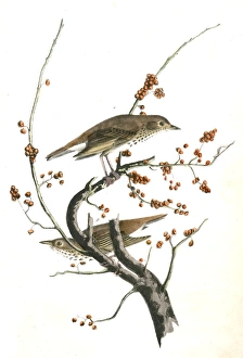 Hermit Thrush . 1. Male. 2. Female. (Plant: Robin Wood.), Audubon, John James, 1785-1851 Hermit Thrush . 1. Male. 2. Female. (Plant: Robin Wood.), Audubon, John James, 1785-1851