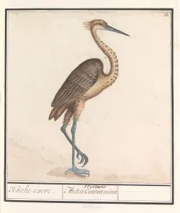 Heron Ardea Nacht-raeve Ardea Cinerea Stellaris Heron Ardea Nacht-raeve Ardea Cinerea Stellaris