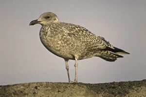 Images Dated 16th September 2007: Herring Gull immature standing on rock Netherlands