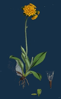 Hieracium aurantiacum, Orange Hawkweed