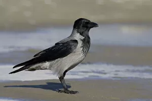 Images Dated 10th December 2005: Hooded Crow adult standing on a beach, Corvus cornix