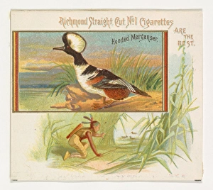 Hooded Merganser Game Birds series N40 Allen & Ginter Cigarettes Hooded Merganser Game Birds series N40 Allen & Ginter Cigarettes