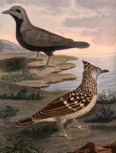 Horned lark Malabar coast Gingi gray aloutte Horned lark Malabar coast Gingi gray aloutte