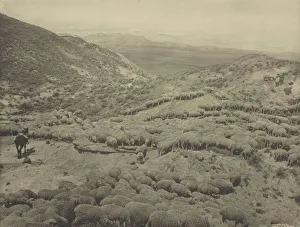 Hot sheep Powder River badlands Broadus Montana Hot sheep Powder River badlands Broadus Montana