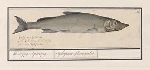 Houting Coregonus oxyrinchus Houtijng Smelt Sphijrena fluviatalis Houting Coregonus oxyrinchus Houtijng Smelt Sphijrena fluviatalis