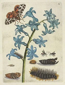 Hyacinth De Europische insecten Merian Maria Sibylla Hyacinth De Europische insecten Merian Maria Sibylla
