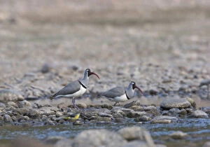 Images Dated 1st May 2005: Ibisbill adult standing in a river, Ibidorhyncha struthersii, China