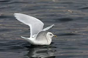 Images Dated 26th December 2008: Iceland Gull, Larus glaucoides, Scotland