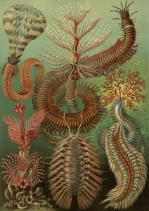 Illustration showing a variety of chaetopoda or spined marine worms