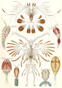 Illustration showing a variety of copopod crustaceans. Copepoda. - Ruderkrebse, 1 print