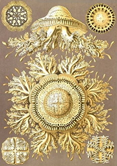 Illustration showing six views of jellyfish. Discomedusae. - Scheibenquallen, 1 print