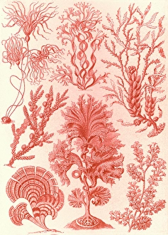 Illustration shows algae. Fucoideae. - Brauntange, 1 print : lithograph ; sheet 36 x 26 cm