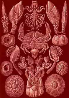 Life Forms Gallery: Illustration shows barnacles. Cirripedia