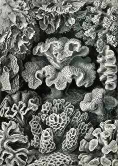 Coined Gallery: Illustration shows corals. Hexacoralla. - Sechsstrahlige Sternkorallen, 1 print