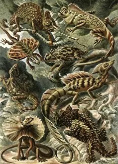36 X 26 Cm Gallery: Illustration shows corytophanid lizards. Lacertilia