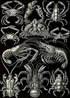 Life Forms Gallery: Illustration shows crabs. Decapoda. - Behnfukkreble, 1 print : photomechanical