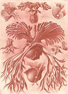 Genealogical Tree Gallery: Illustration shows ferns. Filicinae. - Laubfarne, 1 print : color photomechanical