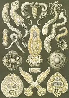 Coined Gallery: Illustration shows flatworms. Platodes. - Plattentiere, 1 print : color lithograph