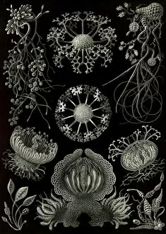 Genealogical Tree Gallery: Illustration shows fungi. Ascomycetes. - Schlauchpilze, 1 print : photomechanical