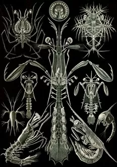 1834–1919 Gallery: Illustration shows invertebrates. Thoracostraca