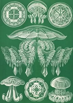 Color Photomechanical Gallery: Illustration shows jellyfish. Discomedusae