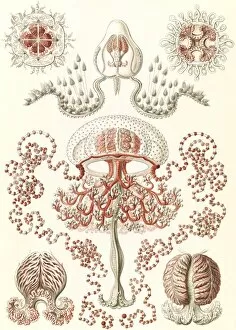 Illustration shows jellyfishes. Anthomedusae