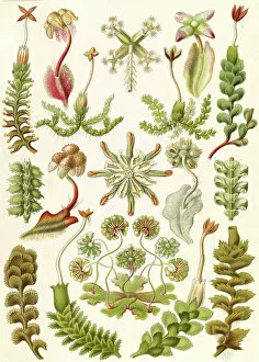 Color Lithograph Gallery: Illustration shows liverworts. Hepaticae