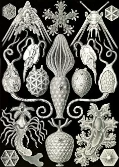 Life Forms Gallery: Illustration shows marine animals. Amphoridea