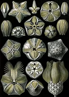 Illustration shows marine animals. Blastoidea