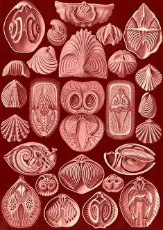 Phylum Gallery: Illustration shows marine animals. Spirobranchia